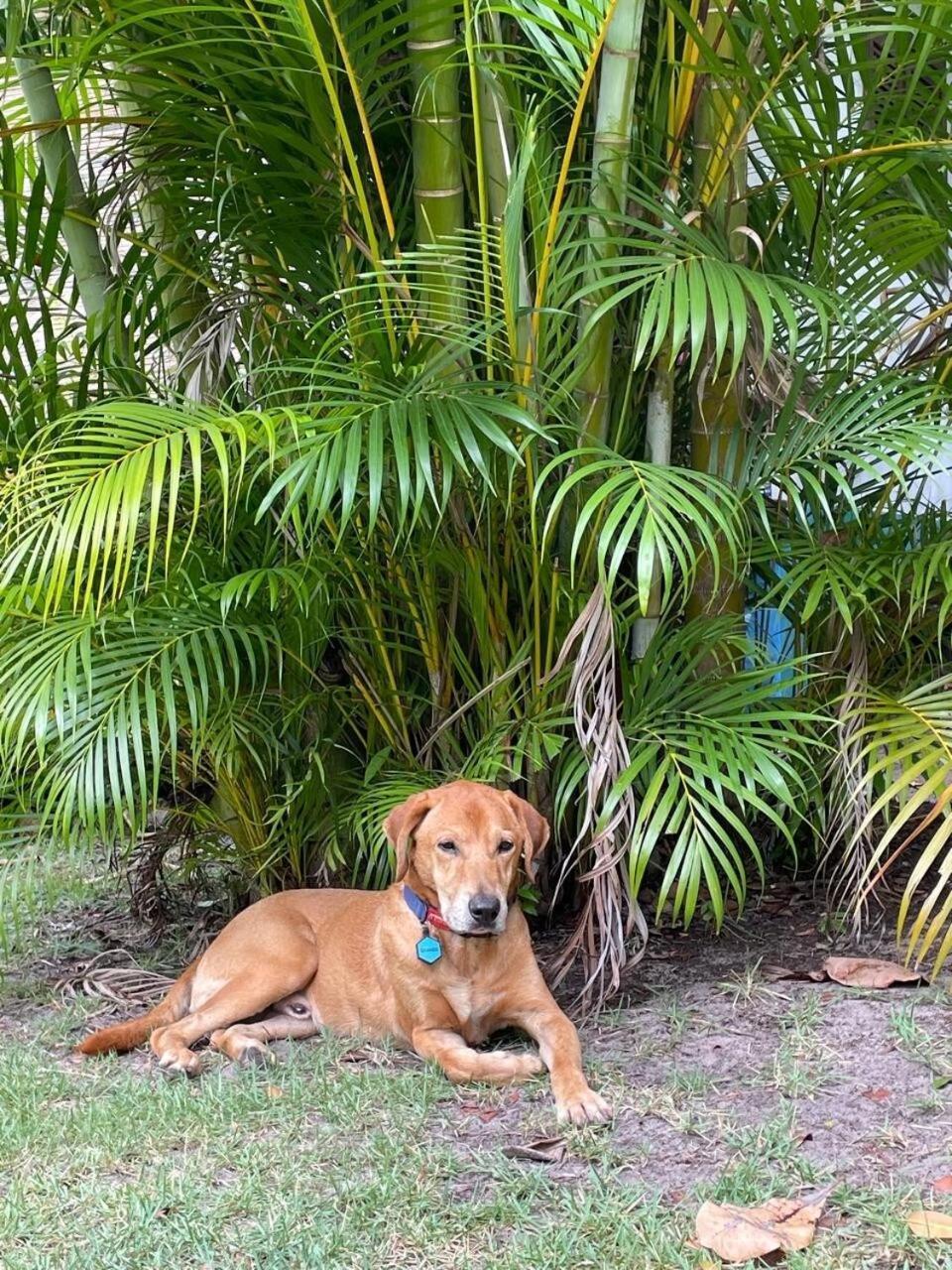 Privacidade, Sossego E Axe Em Taipu De Fora Barra Grande Kültér fotó